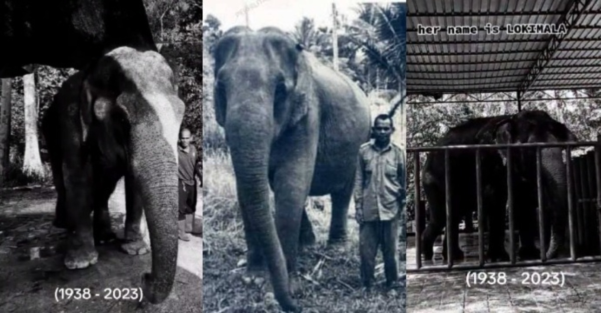 gajah tertua malaysia lokimala