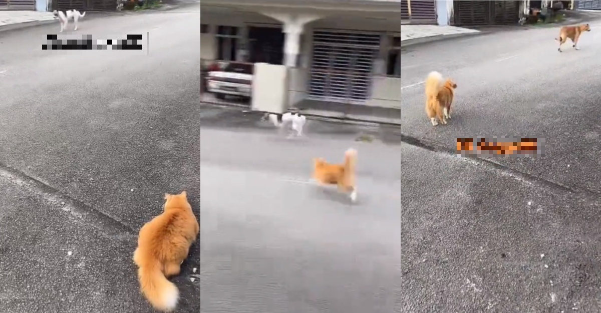 oyen 'taiko' taman