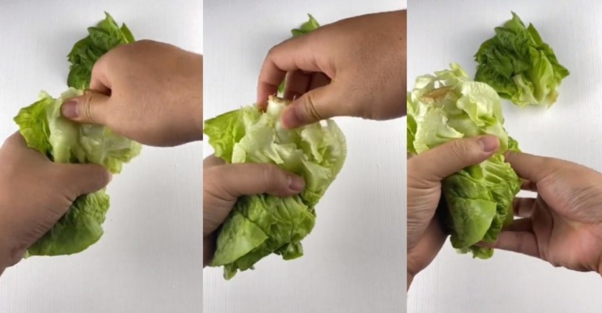 asingkan batang daun salad romaine