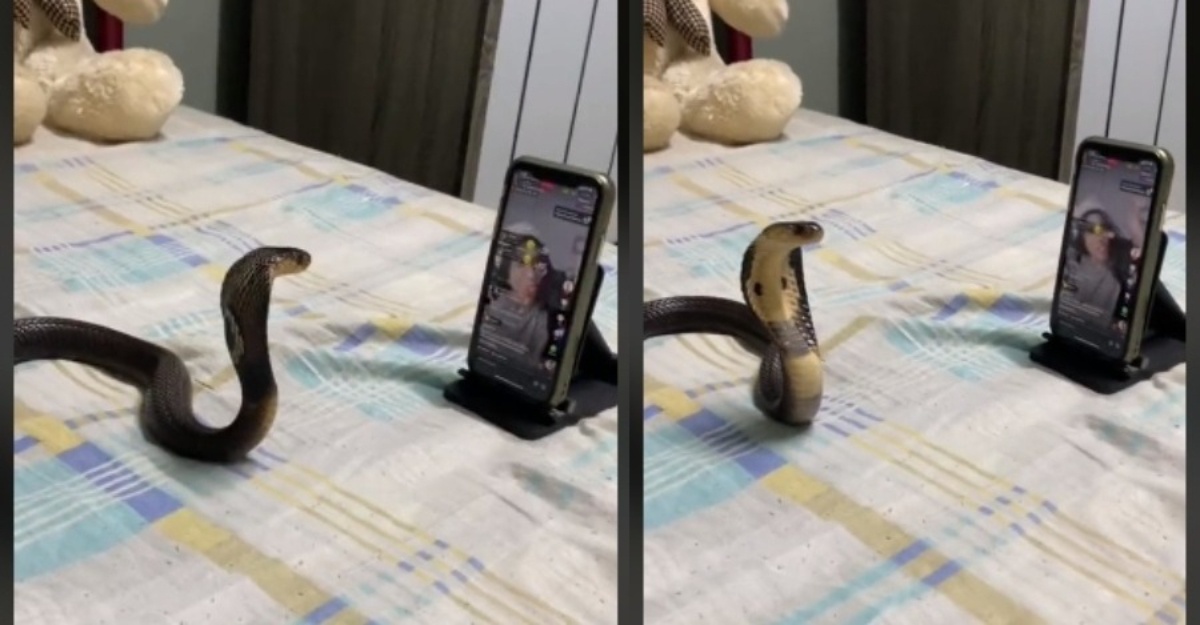 Ular tengok live tiktok