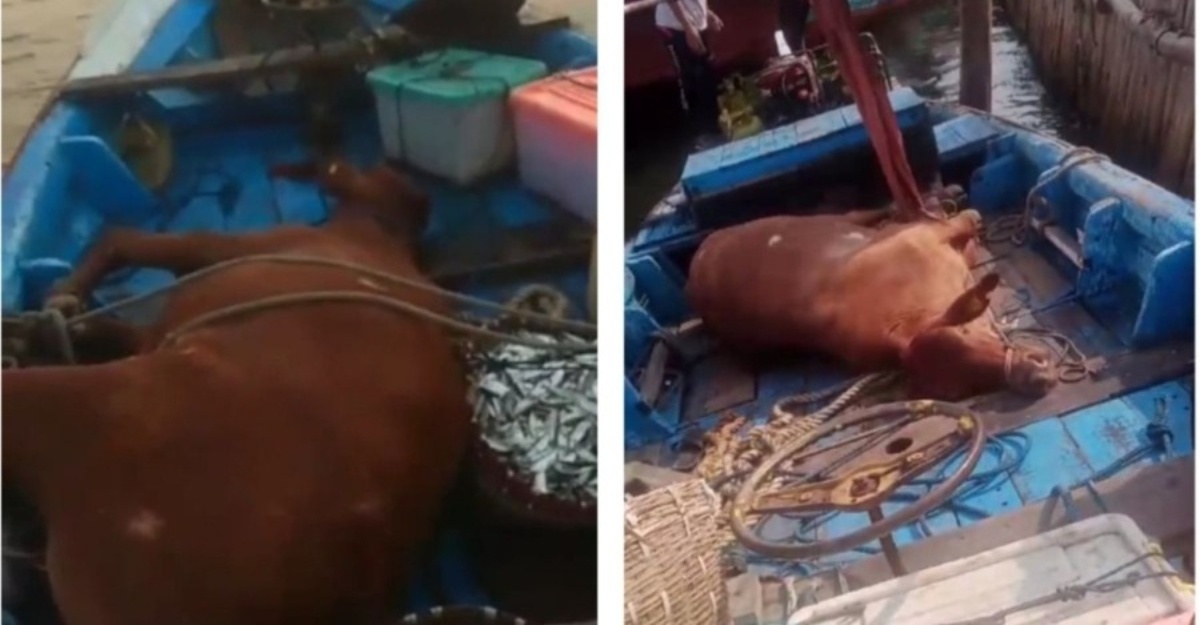 lembu tengah lautan