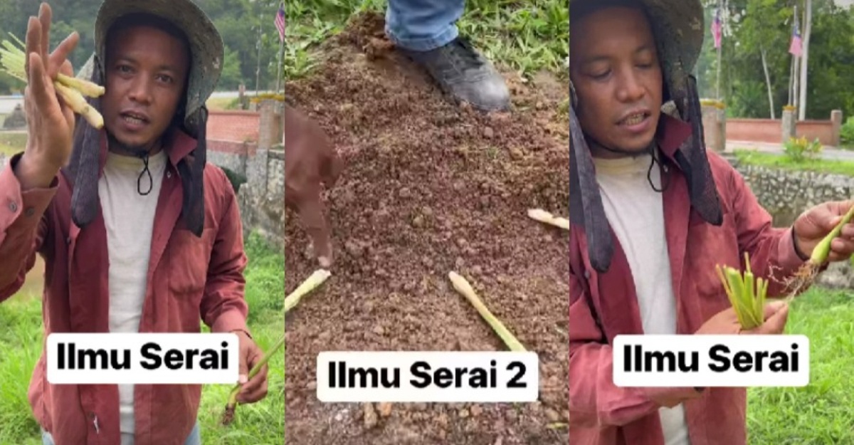 penanaman serai