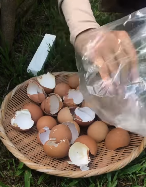 Kulit telur baja
