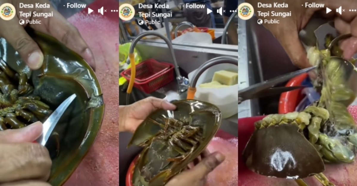 cara cuci belangkas