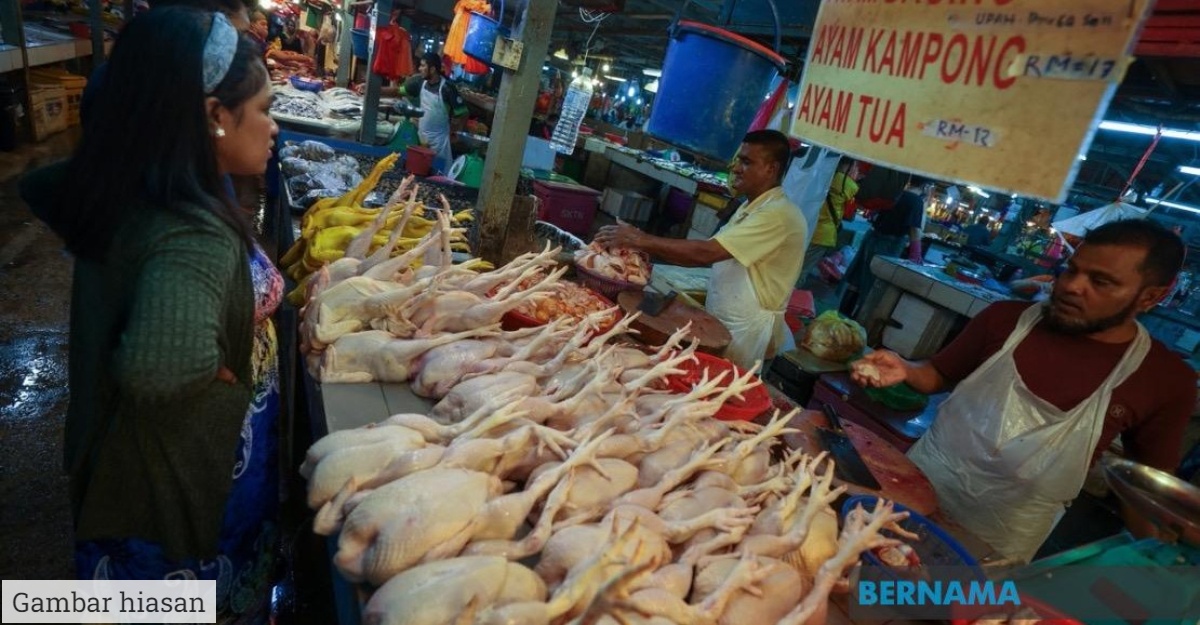 harga telur ayam warga asing
