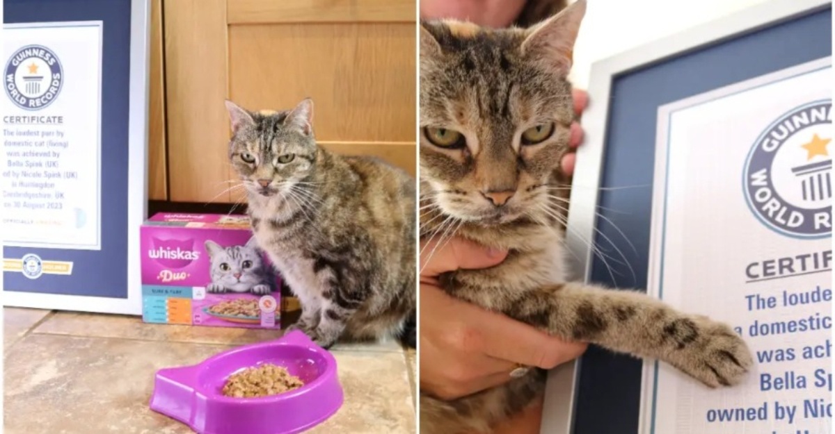 Kucing Purring pecah rekod