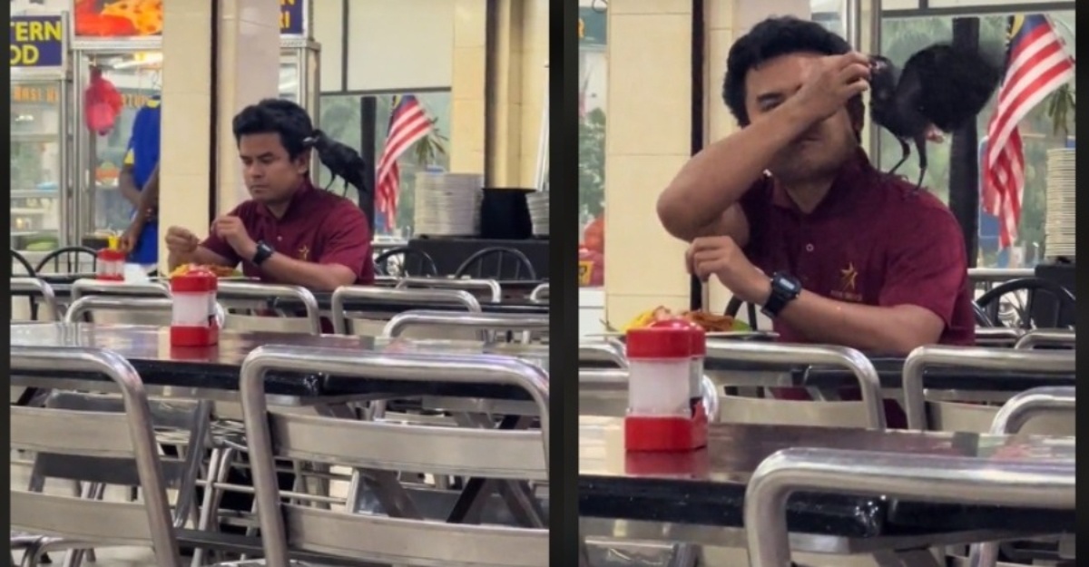 makan mamak burung gagak