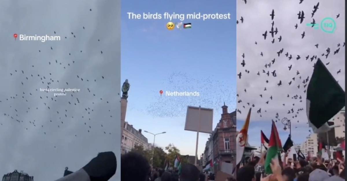 Burung demonstrasi palestin