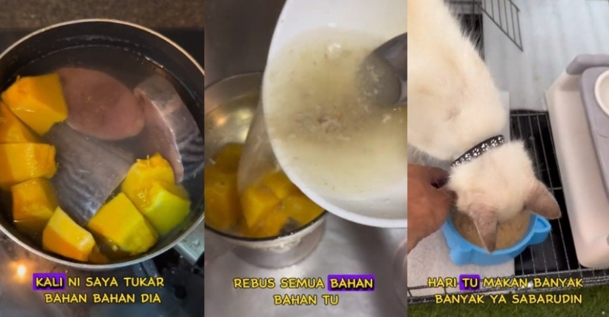 cara buat wetfood kucing