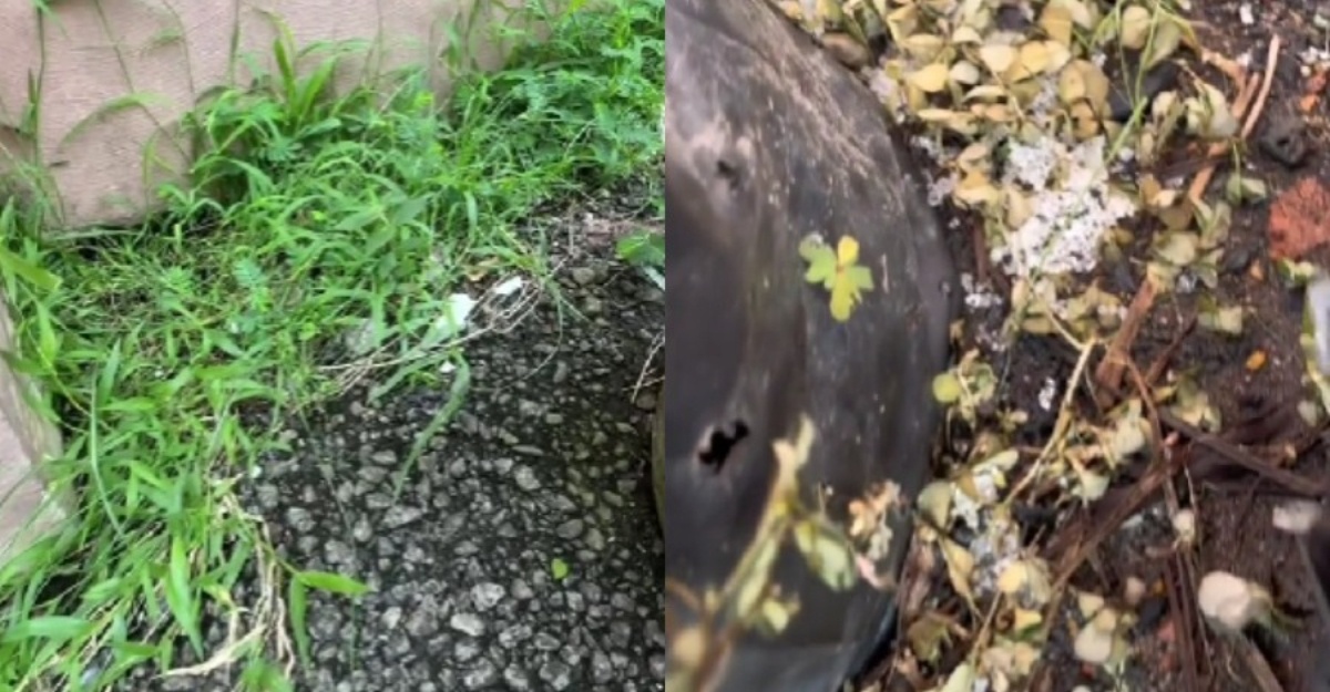 bahan rumput mati
