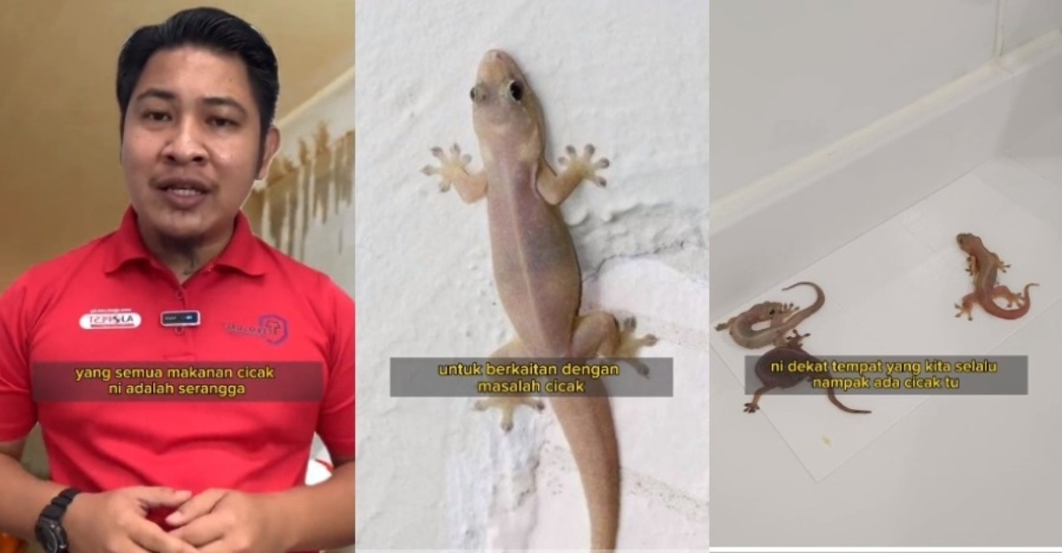 tip basmi cicak
