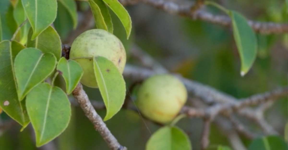 Kenali Manchineel