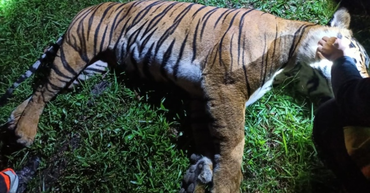 cabut misai harimau belang