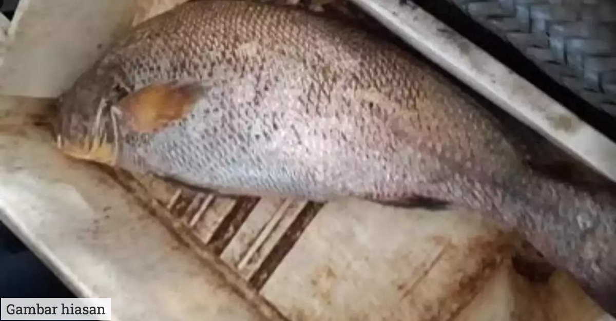 nelayan ikan jutawan