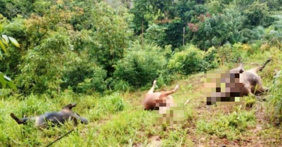 lembu mati diracun