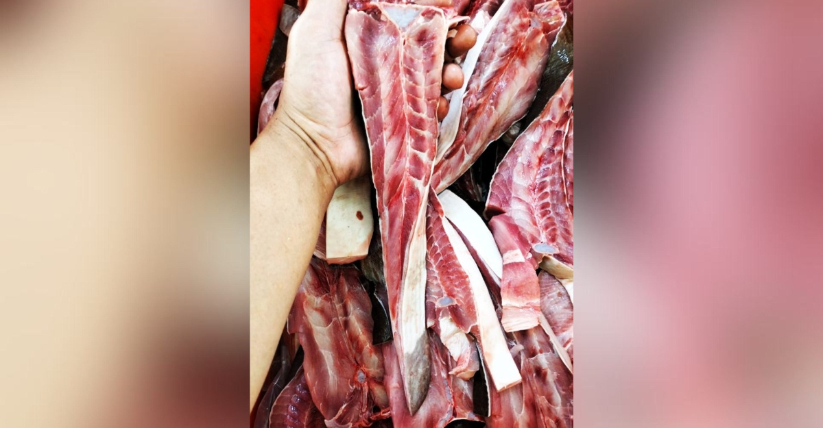 tip pilih ikan pari
