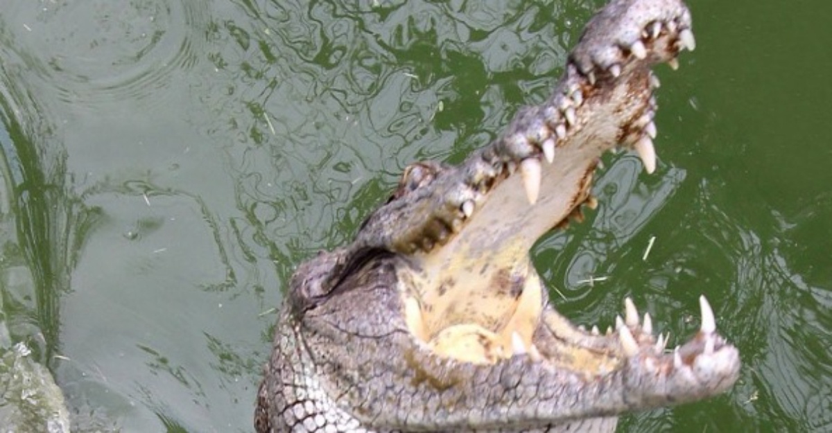 buaya sarawak meningkat