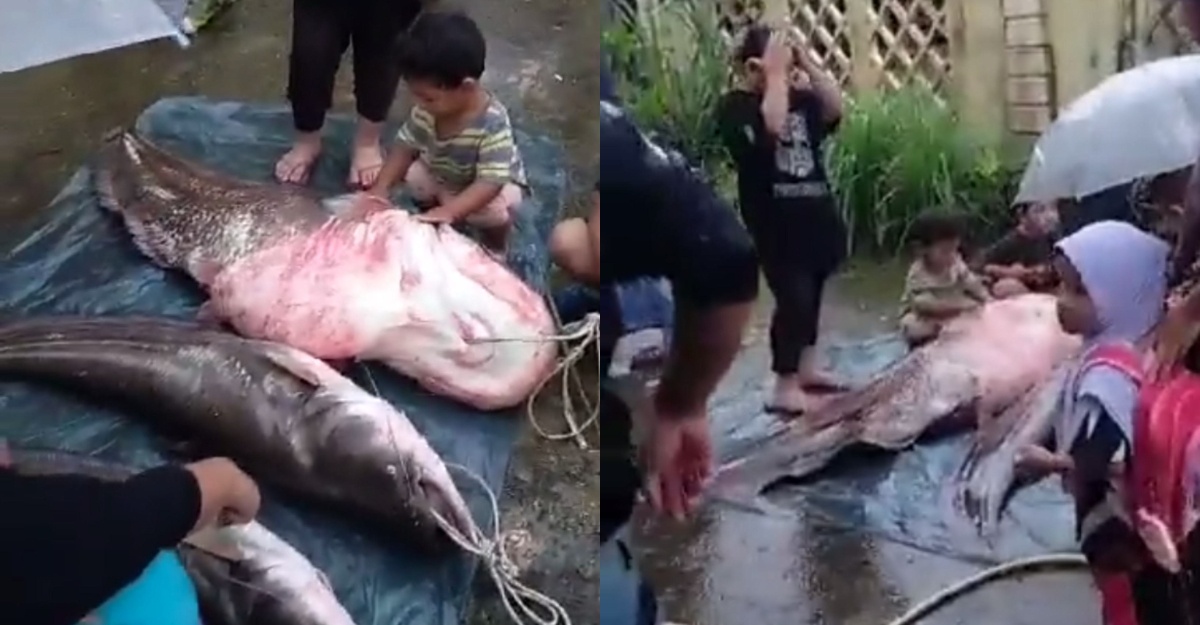 tapah gergasi 75kg
