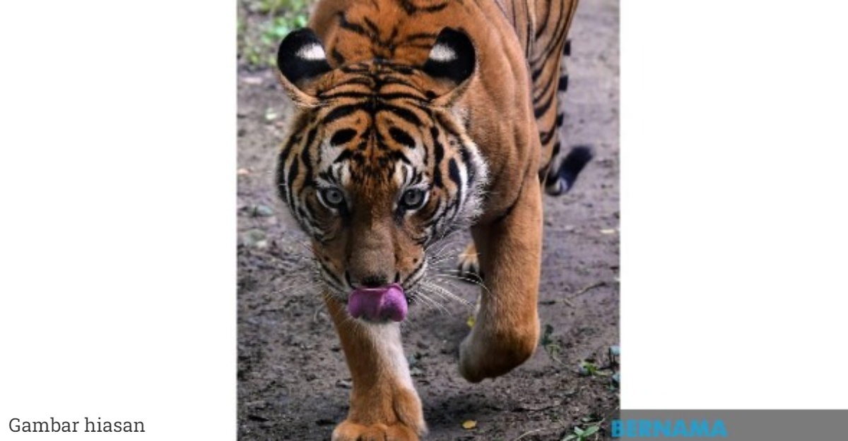 pekerja ladang harimau belang