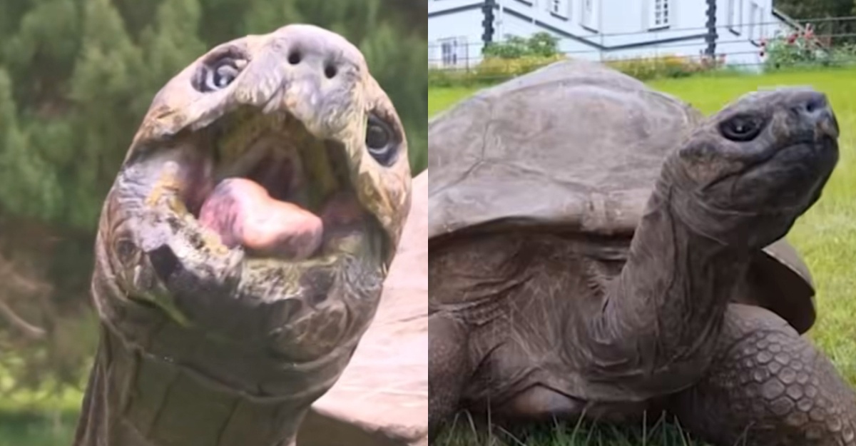 Jonathan Kura-Kura Tua