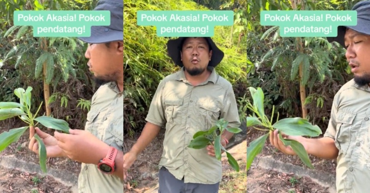 fakta menarik akasia