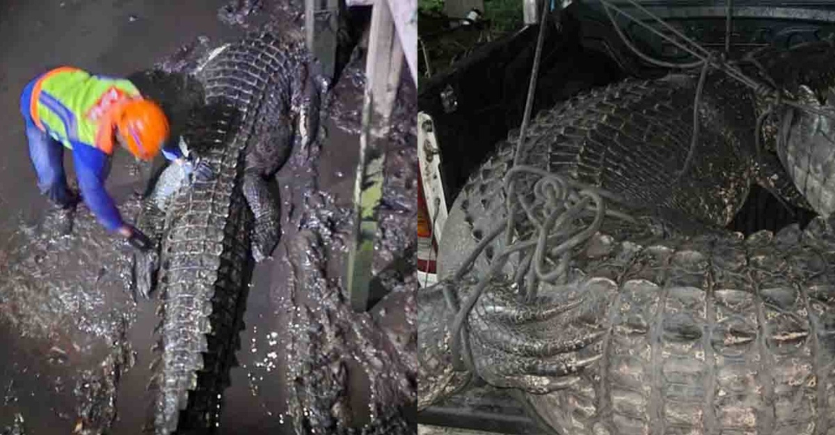 buaya gergasi ditembak