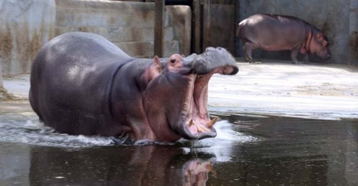pekerja zoo maut badak air
