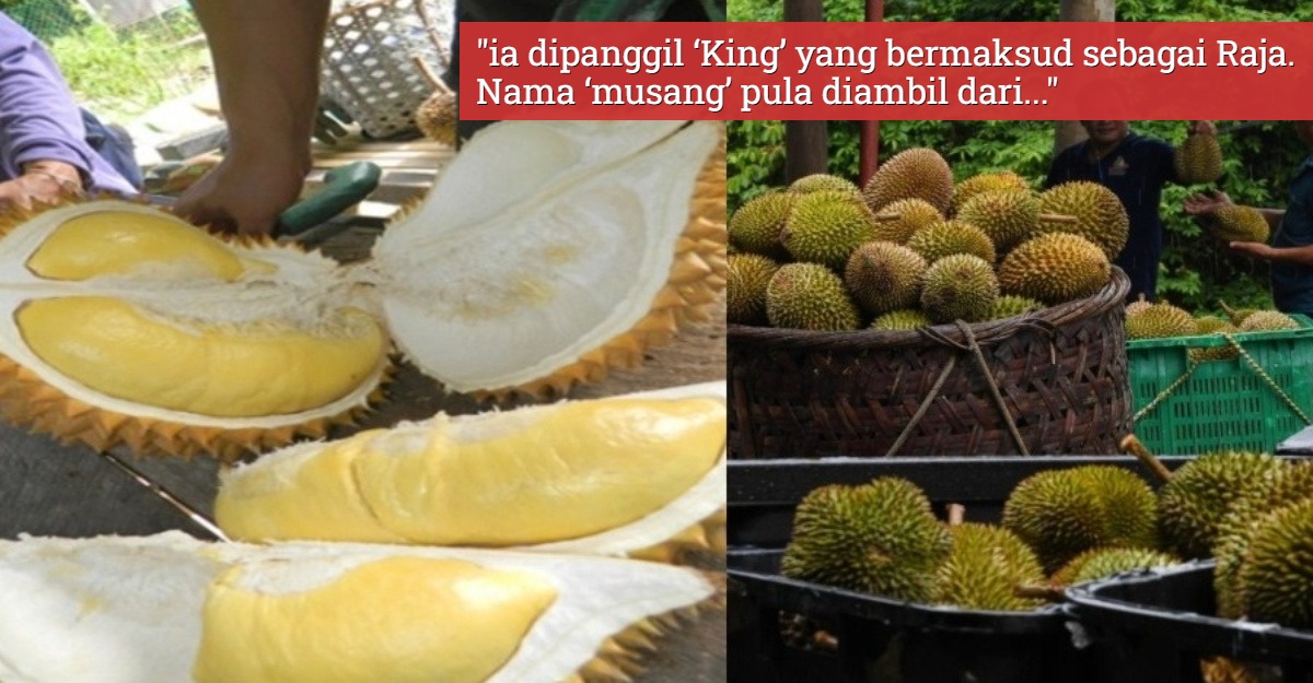 Tak ada kaitan dengan musang