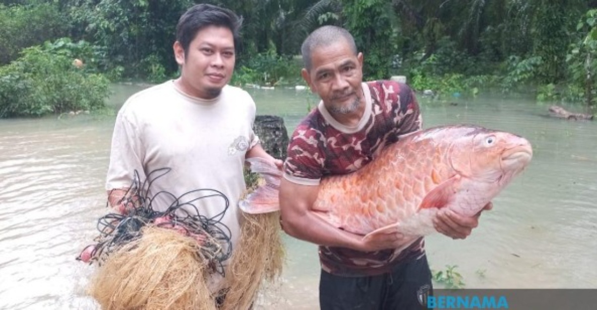 banjir ikan kelah merah