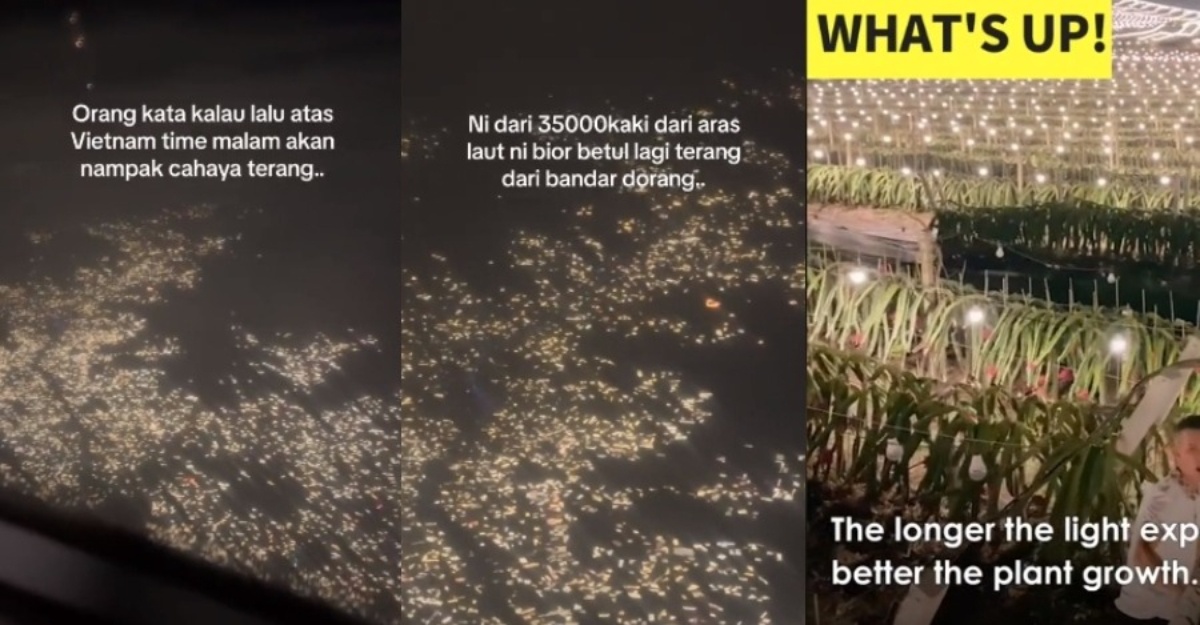 Ladang buah naga