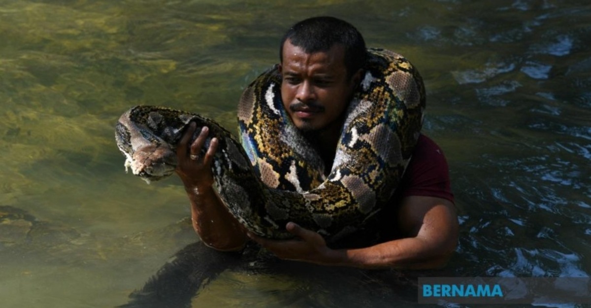 cik kiah ular sawa batik