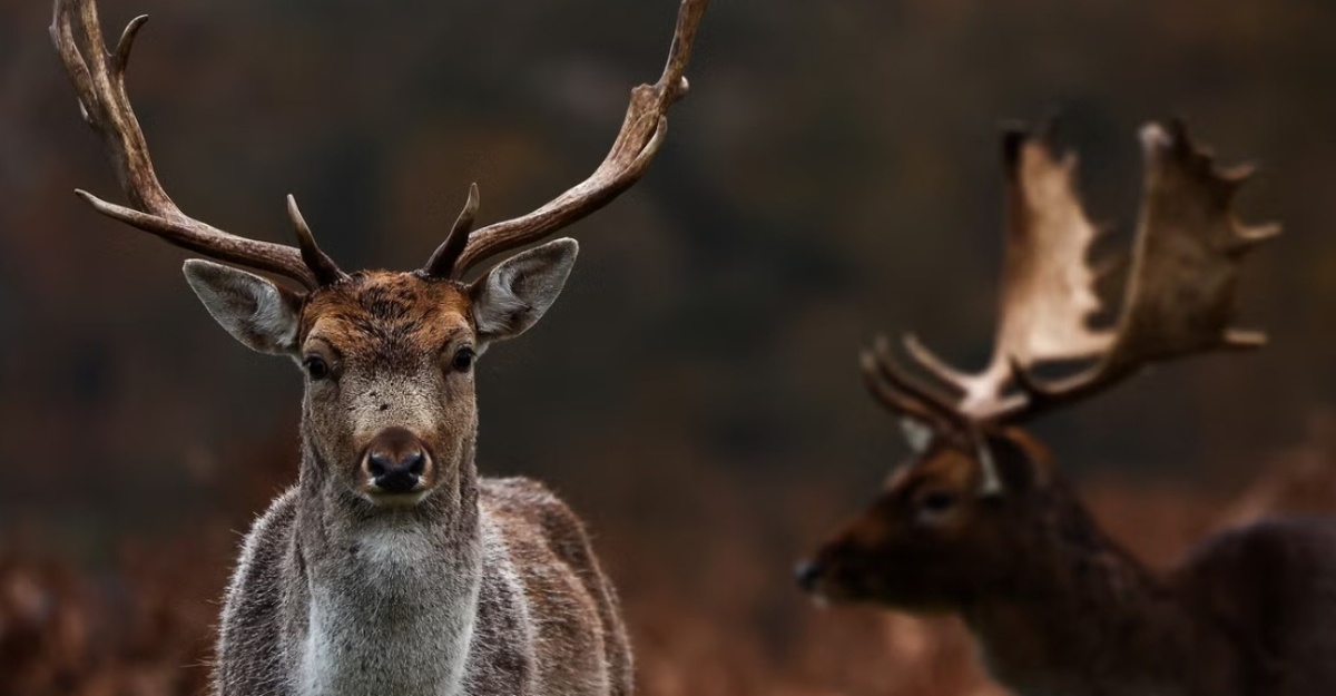 penyakit 'rusa zombi'