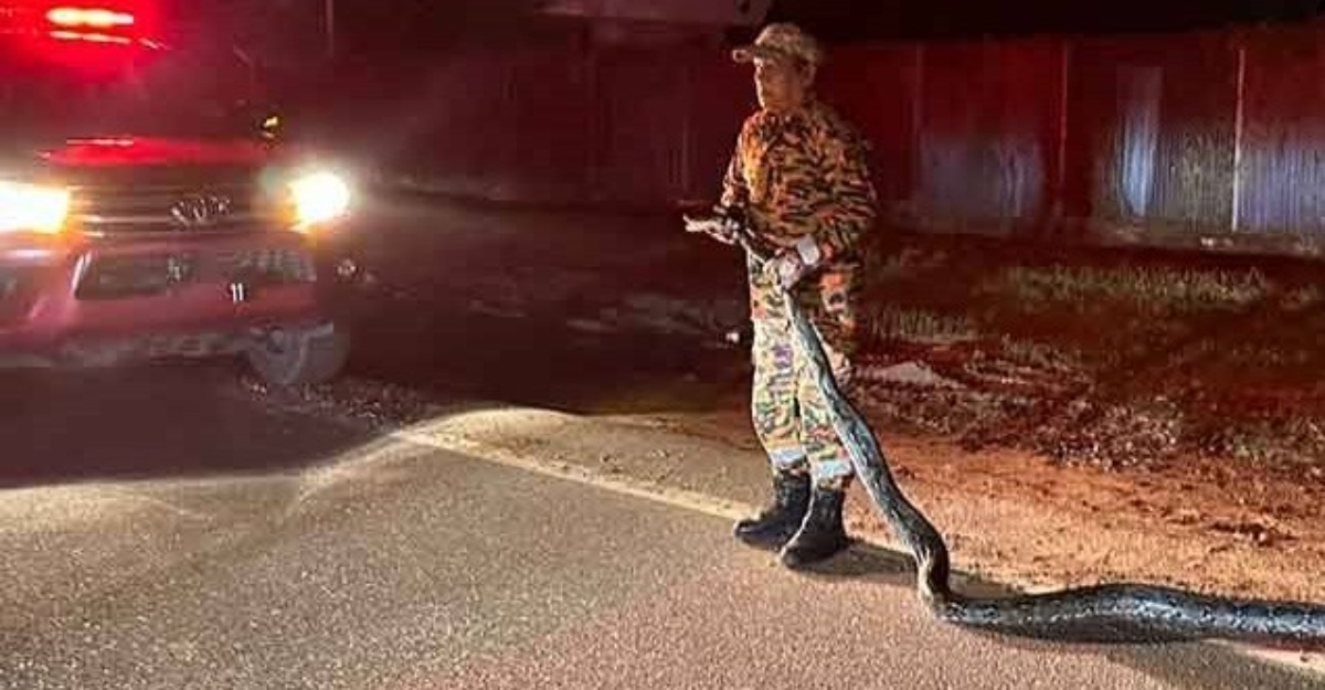 ular sawa 3 meter pengkalan chepa