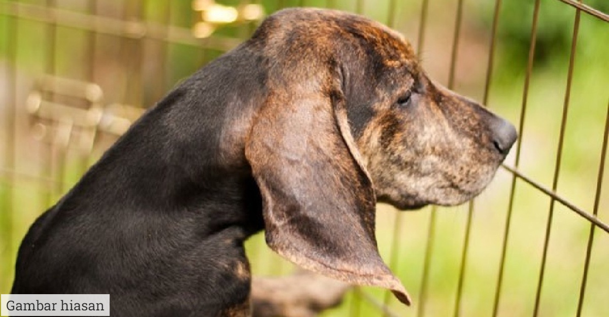 mufti memanggil orang anjing