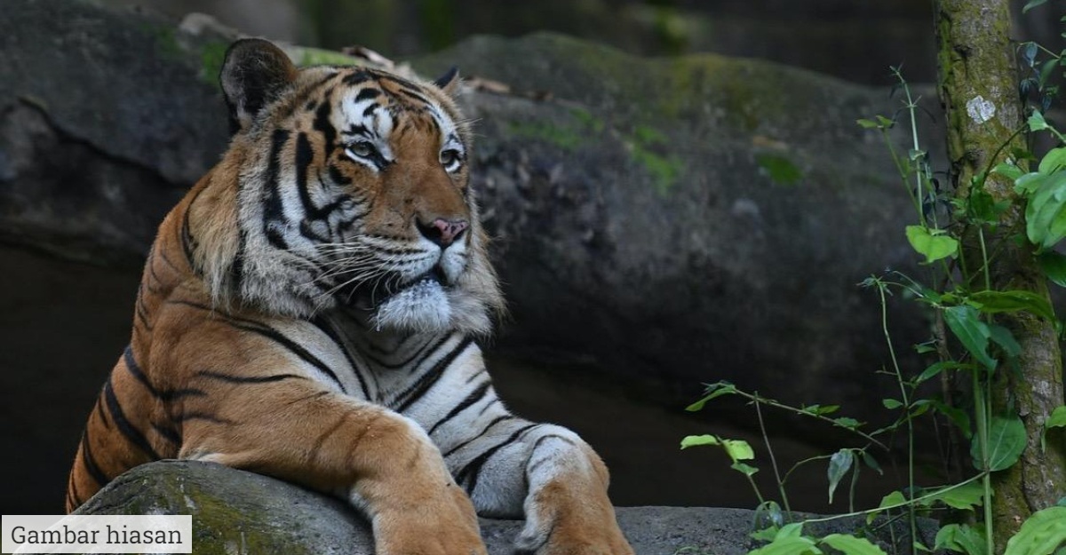 perhilitan perangkap harimau