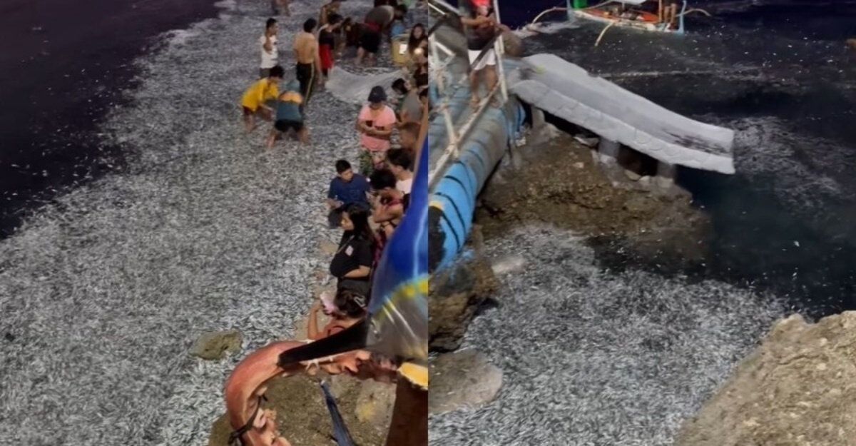 ikan ditemui mati terdampar
