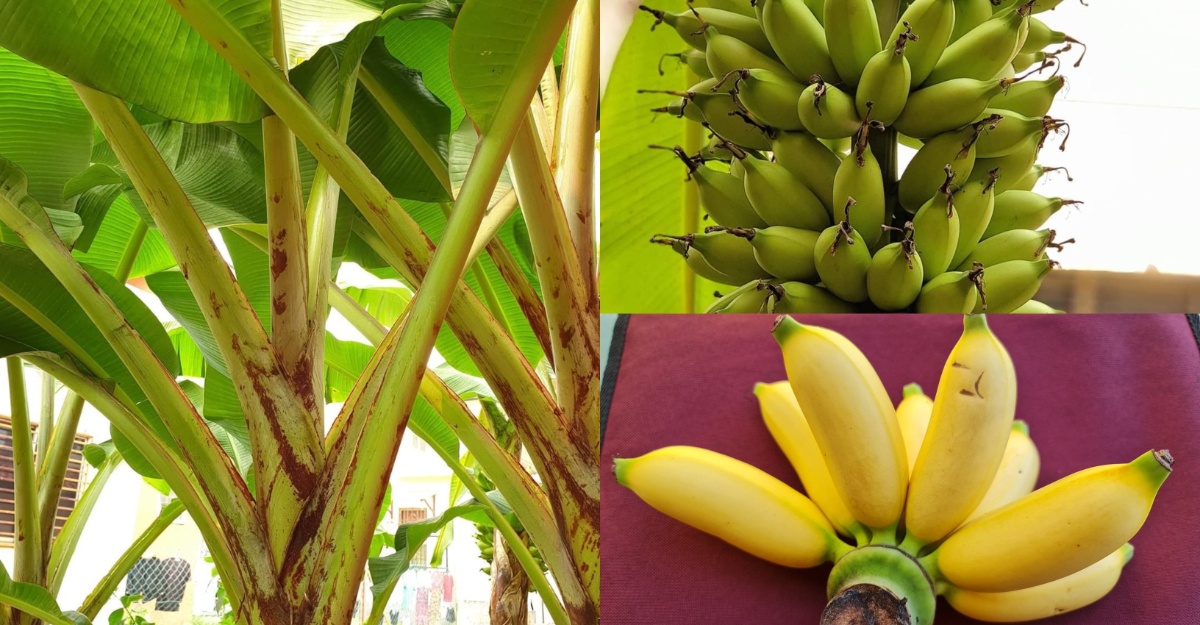 cara jaga pokok pisang
