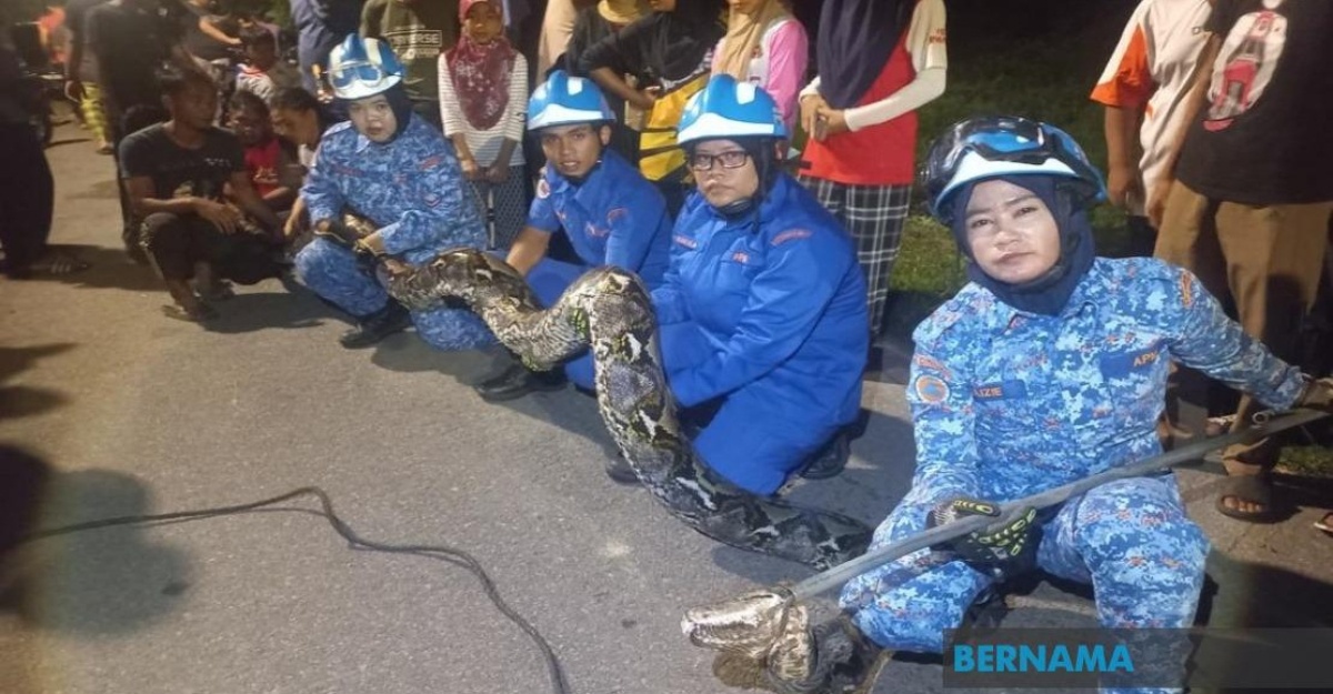 apm terengganu ular sawa