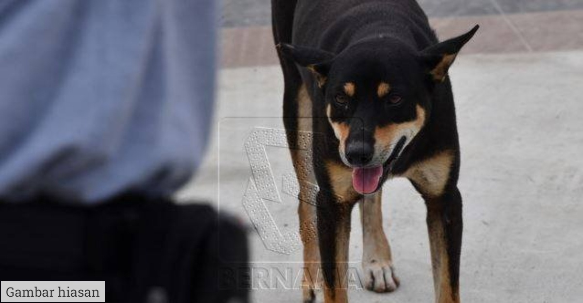 Kuching Bintulu kawasan Jangkitan Rabies