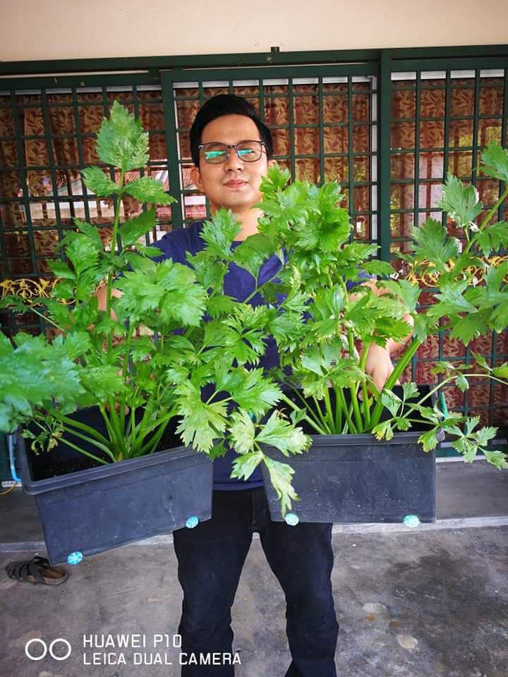 Tanam daun sup