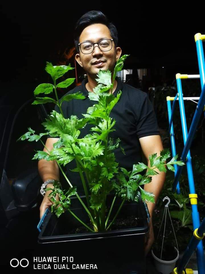 Tanam daun sup
