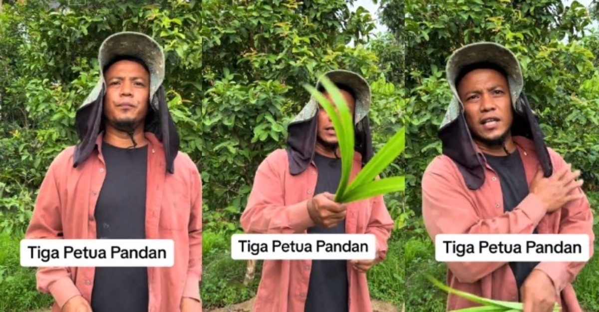 tiga petua pandan