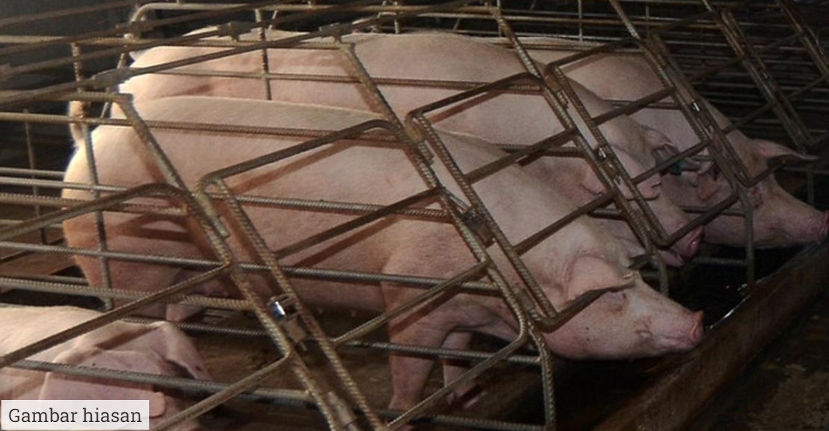 babi asf dilupuskan