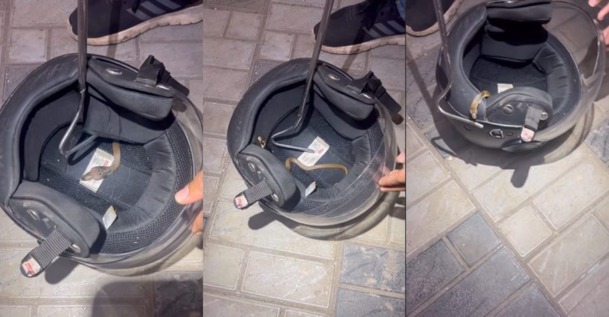 ular dalam helmet