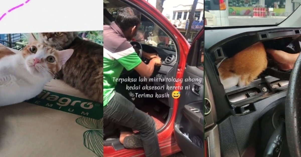 Oyen menyorok meter