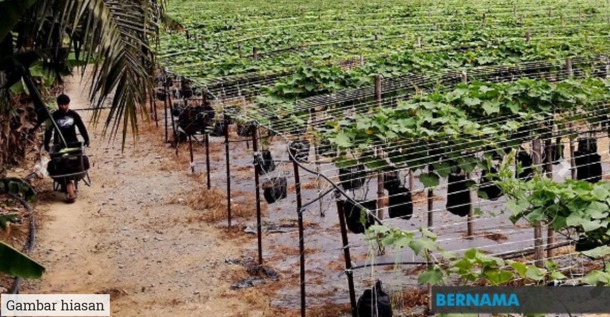 Cara Mohon Geran Agropreneur Muda