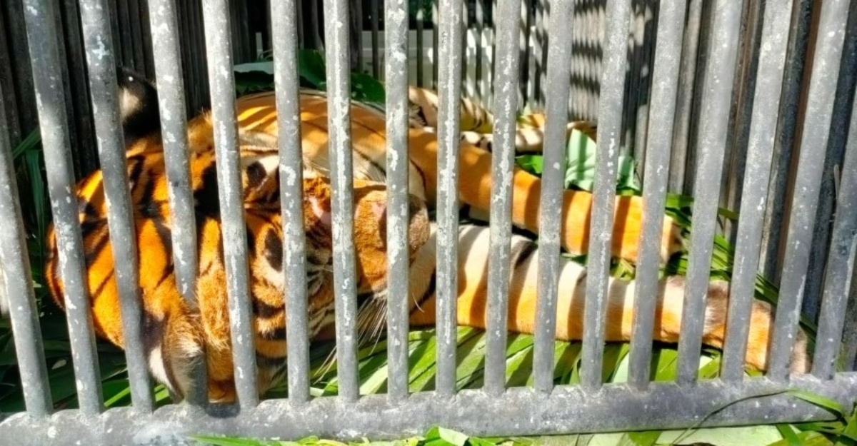 Harimau Belang Yop Kuang