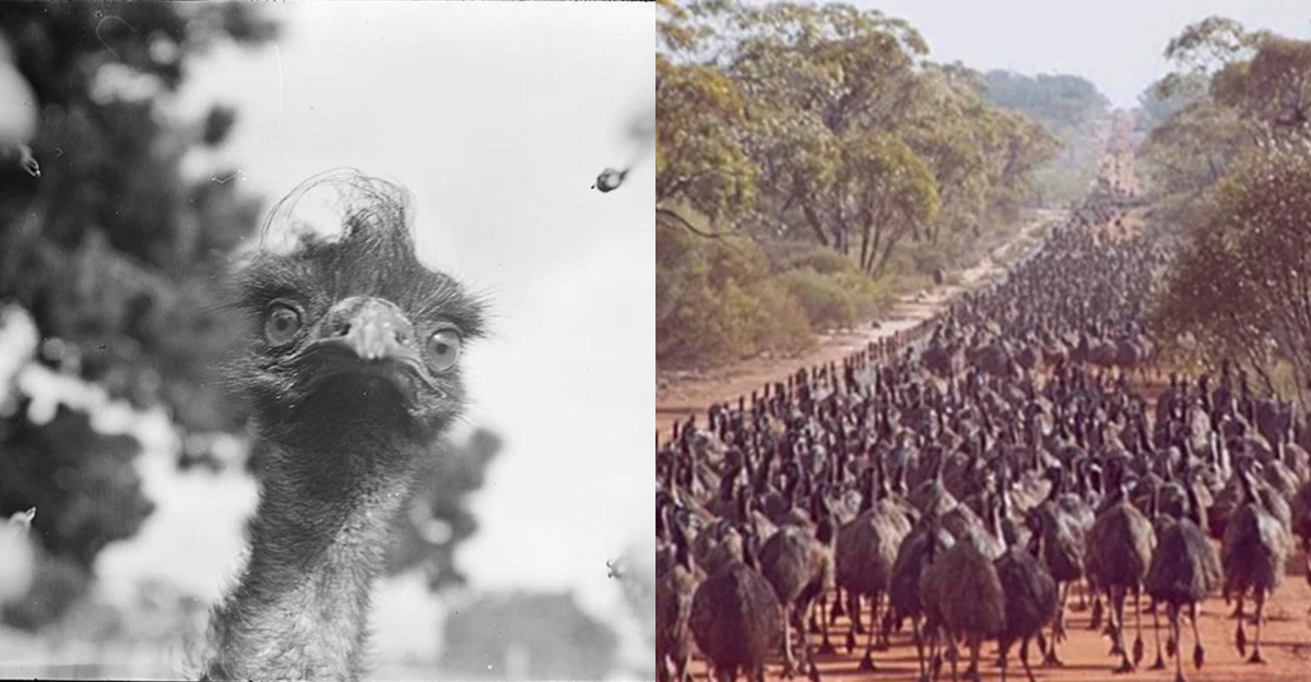 perang emu australia