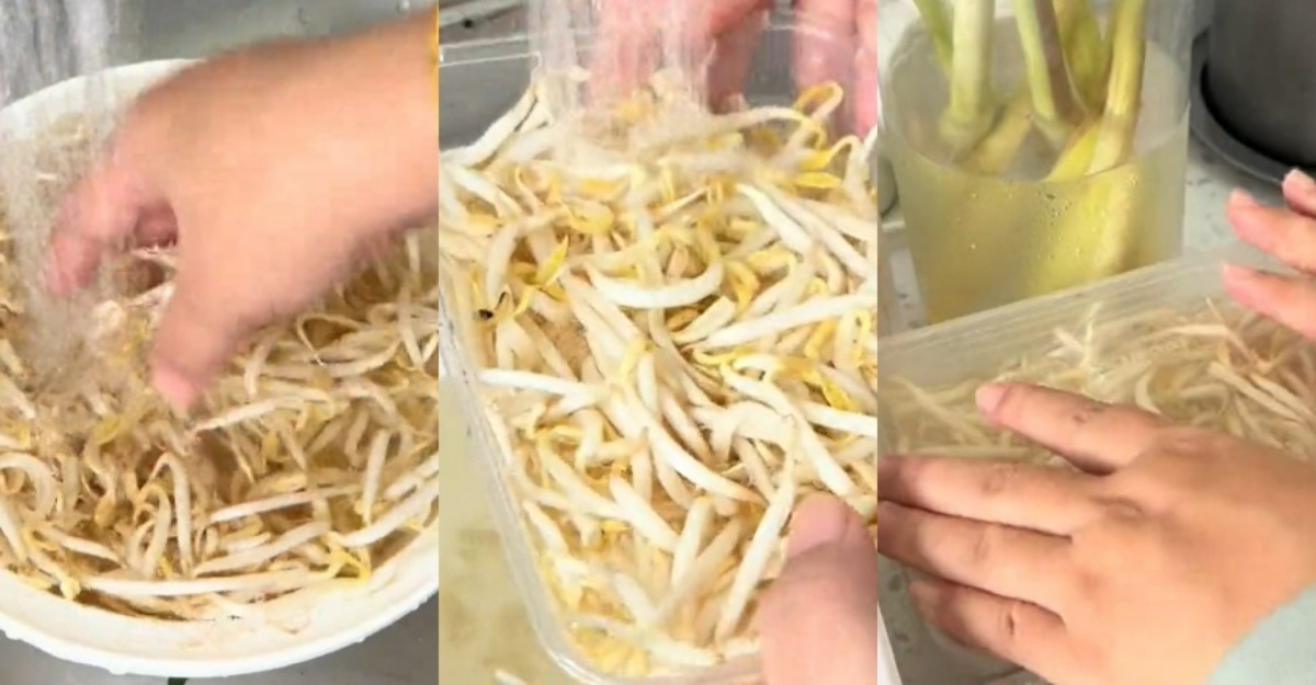 cara simpan taugeh