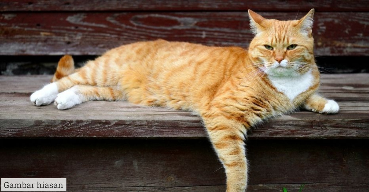 cara hilangkan bau kucing